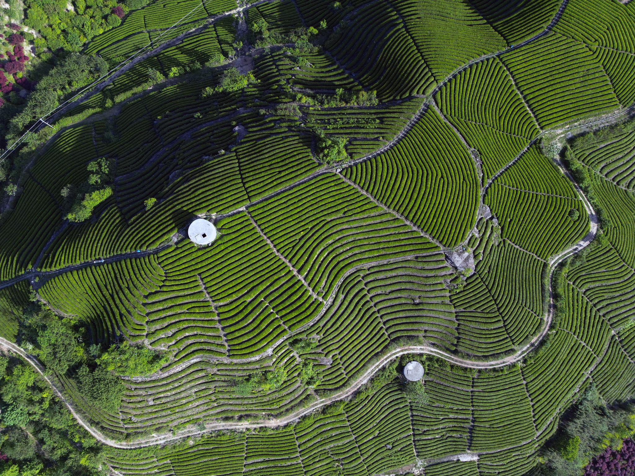 Overlooking the Yuyao's tea plantation