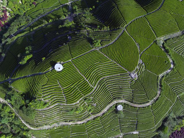 Overlooking the Yuyao's tea plantation