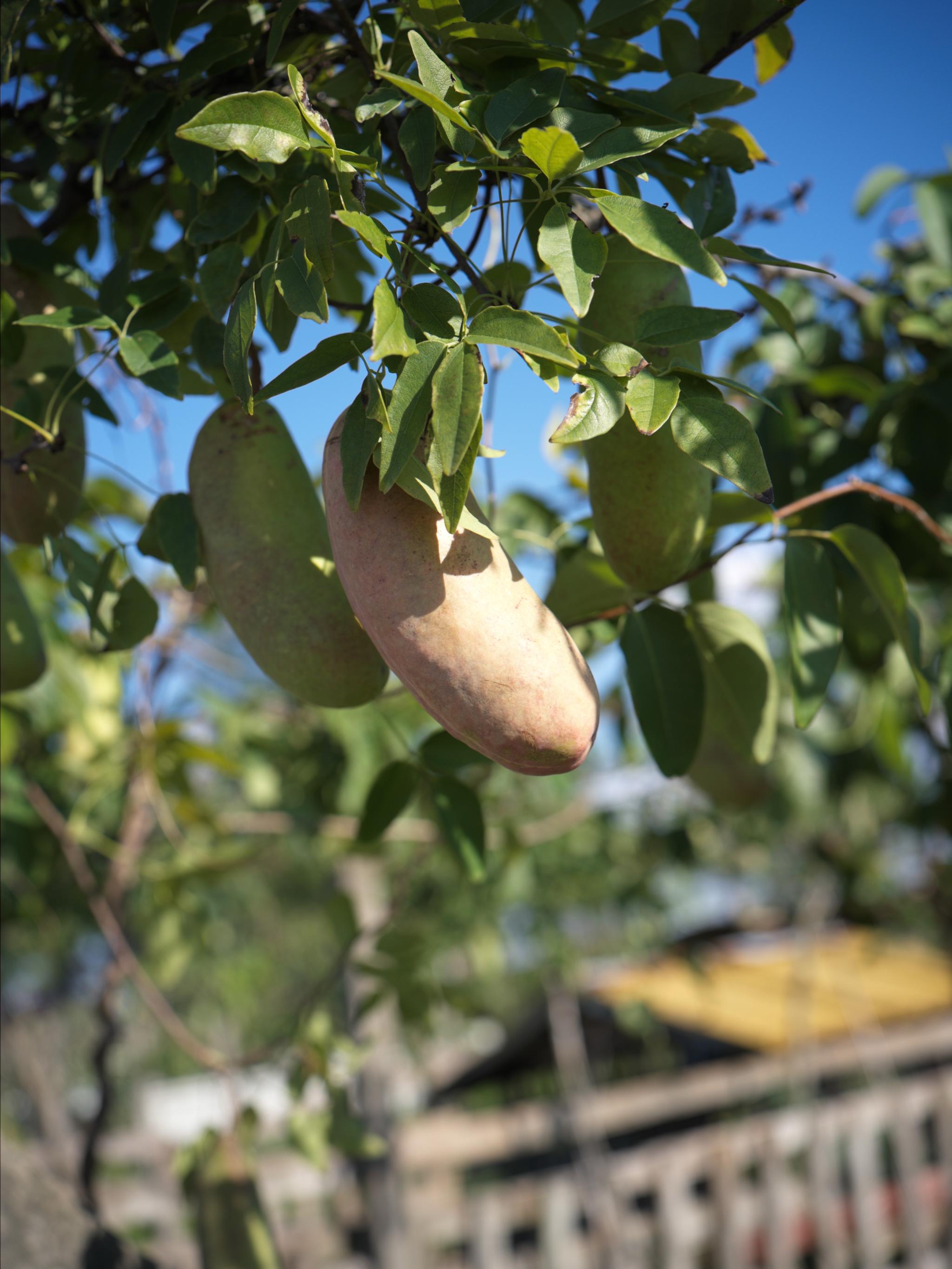 We picking up at an orchard.