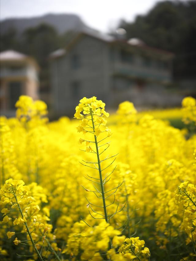 the canola