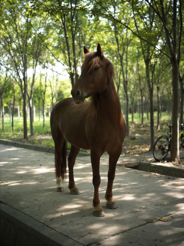 To seeing the horse in a farm