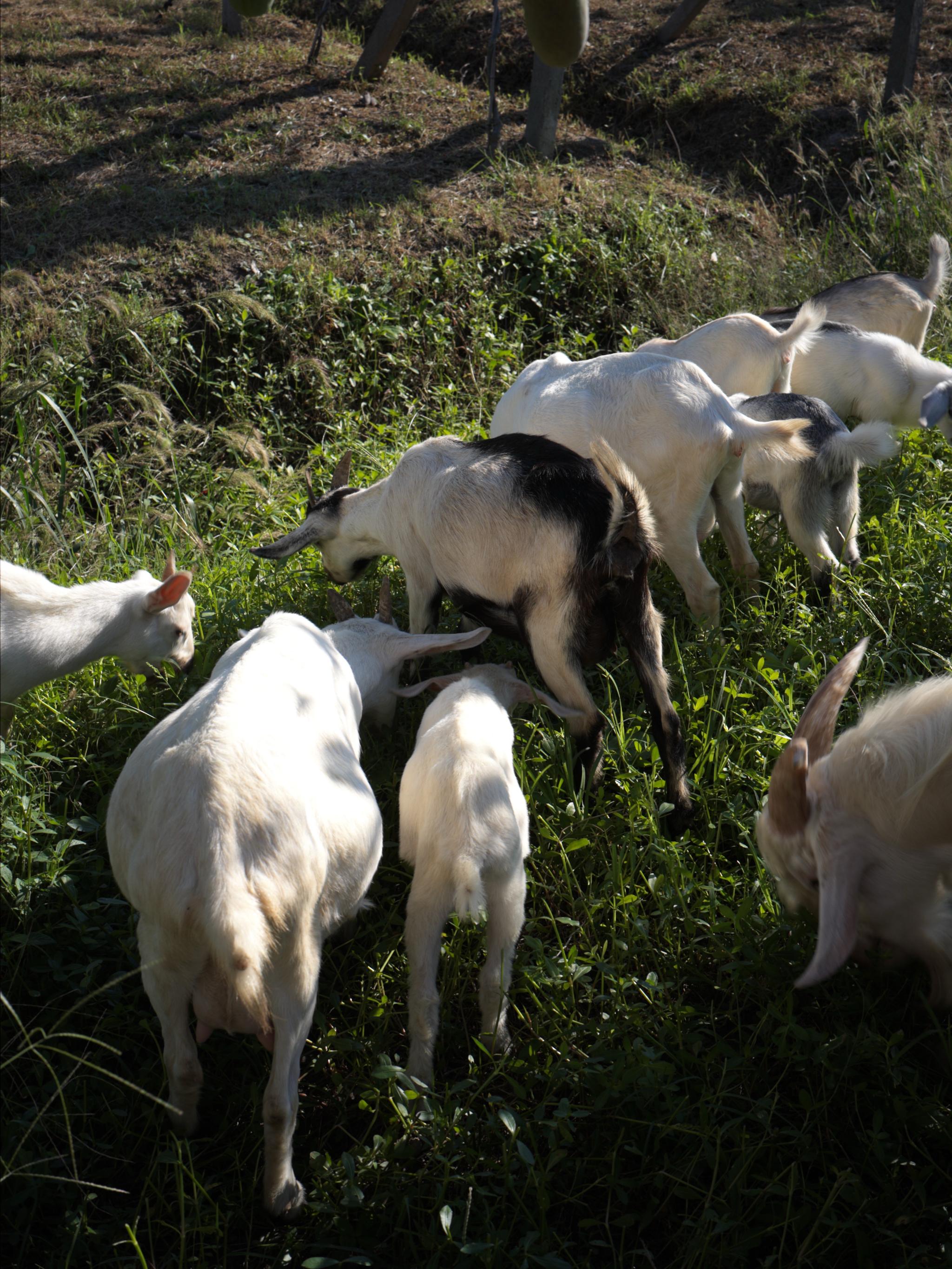  We met a few sheeps when we were picking up at an orchard.