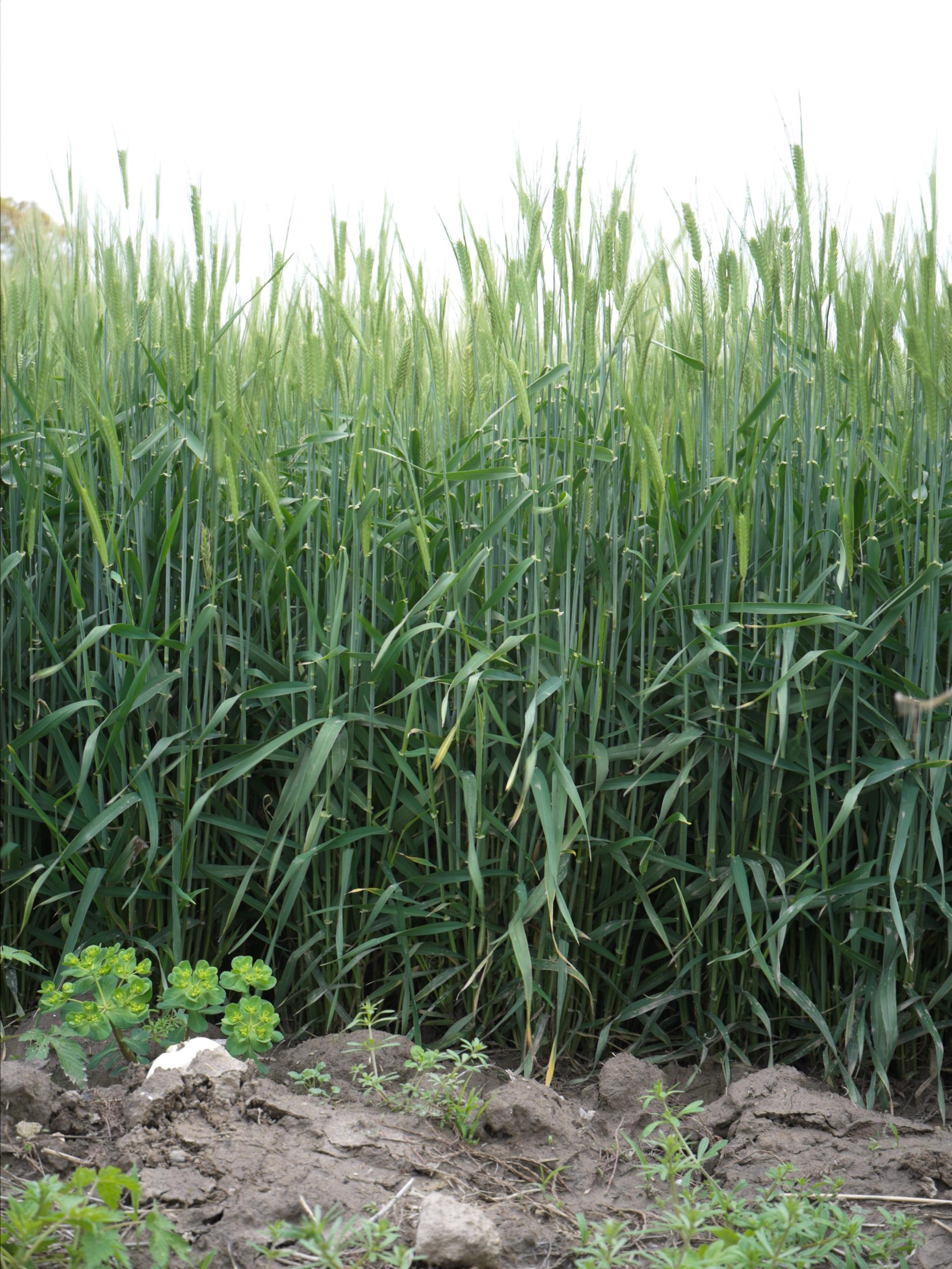 We found a wheat field nearby my home.