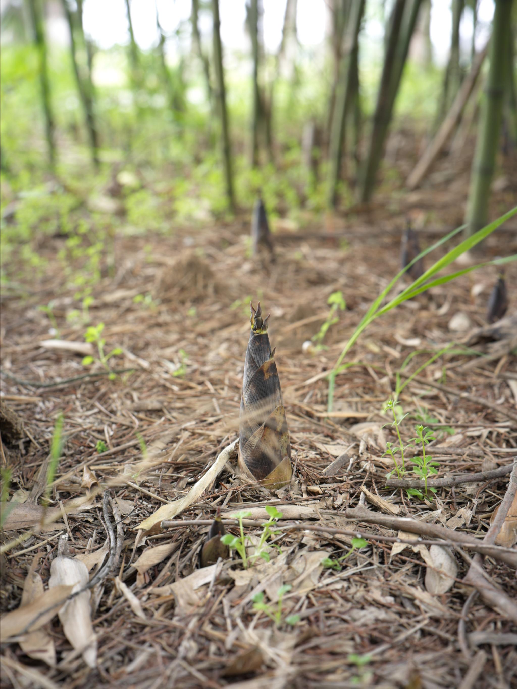 the bamboo shoots