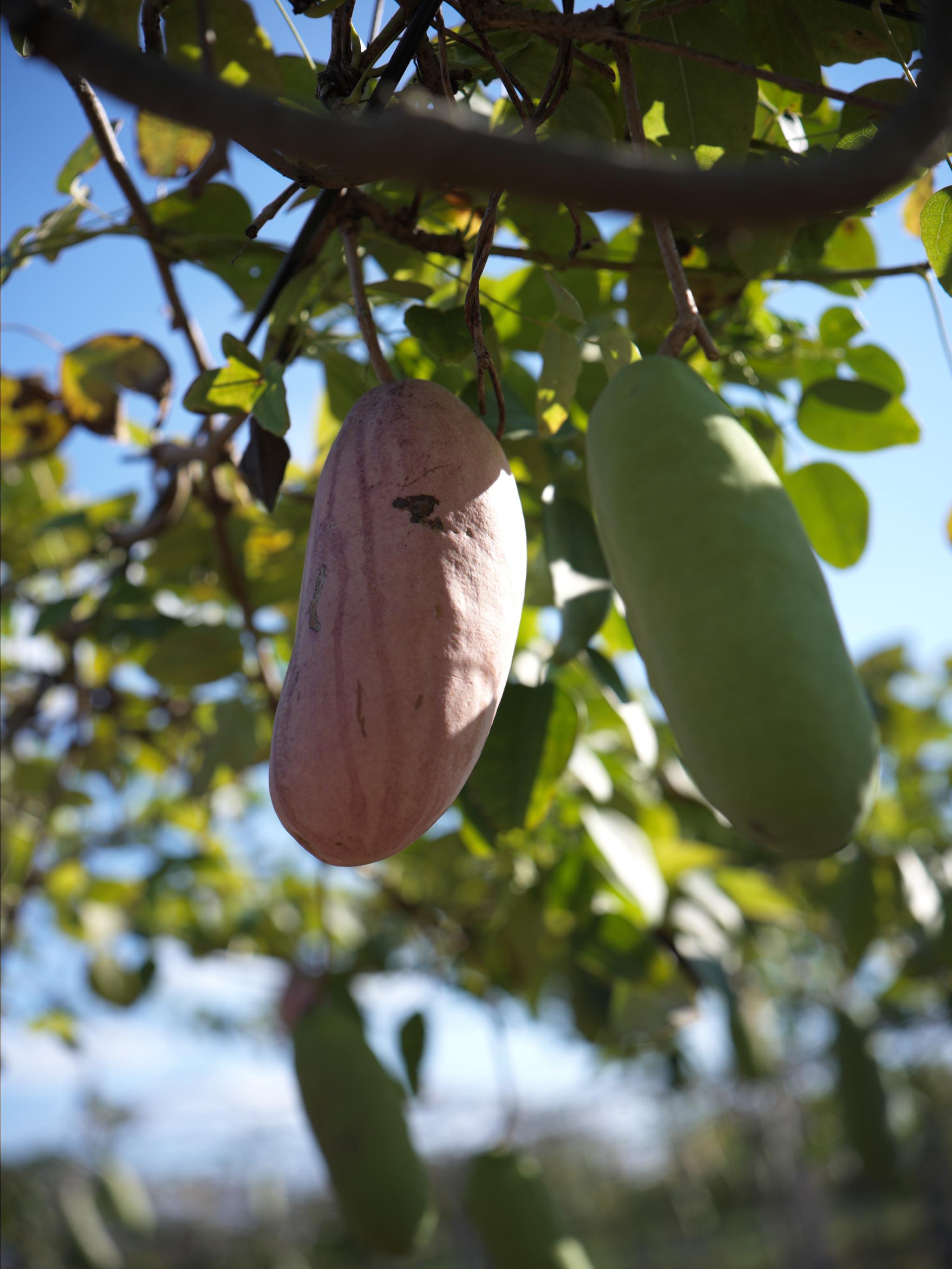 We picking up at an orchard.