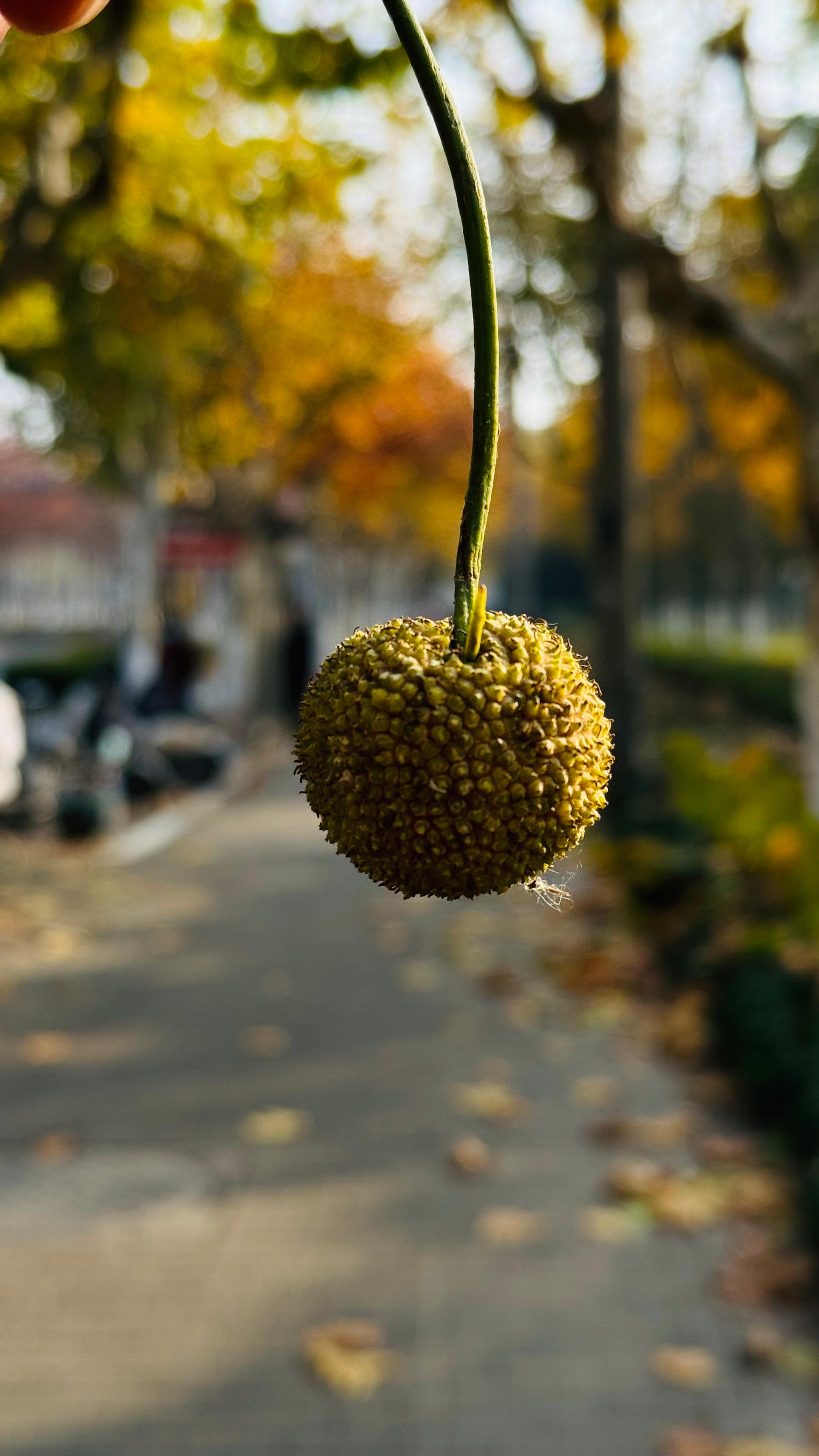 the leaf is starting to fall