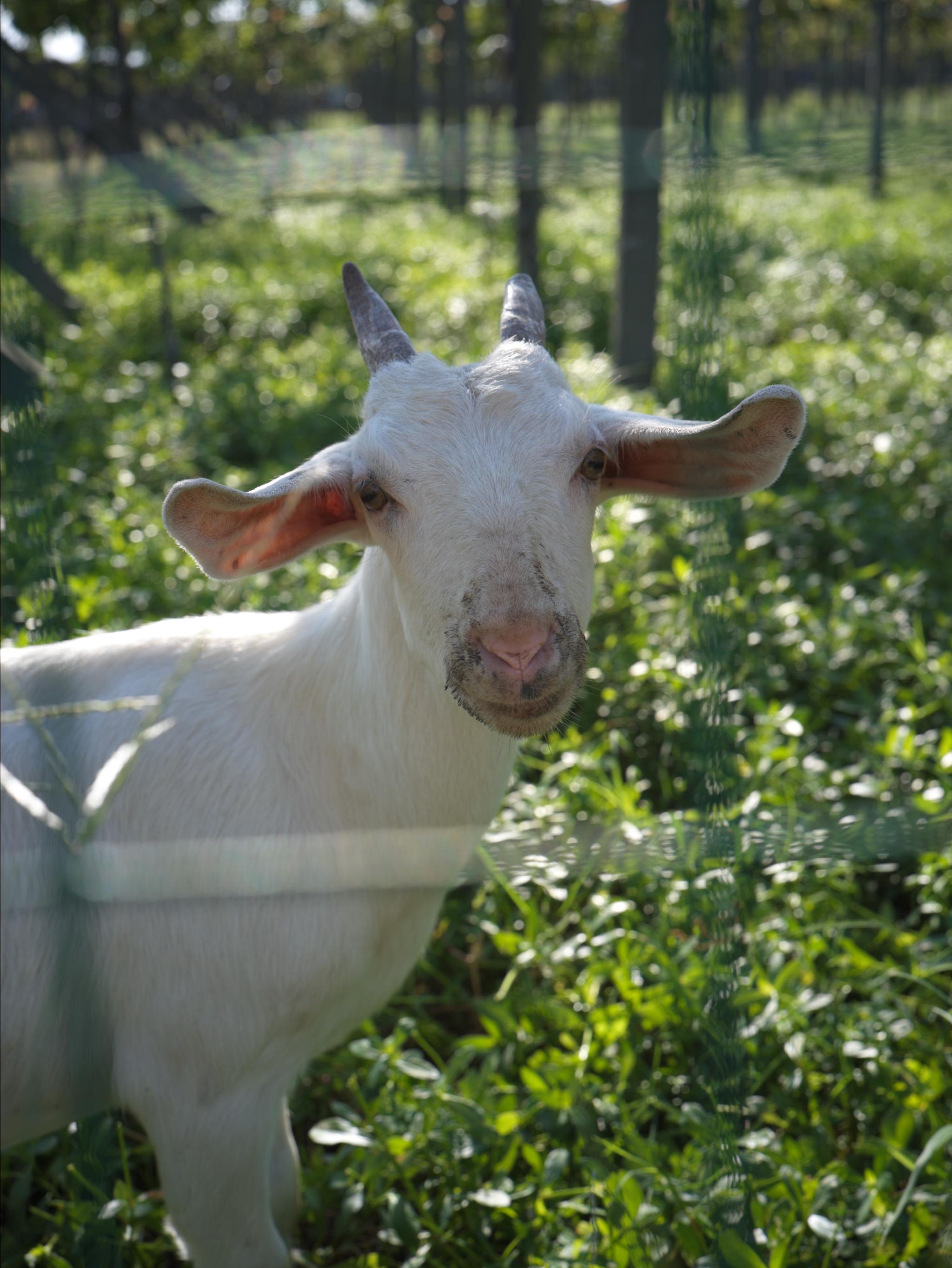 We met a sheep when we were picking up at an orchard.