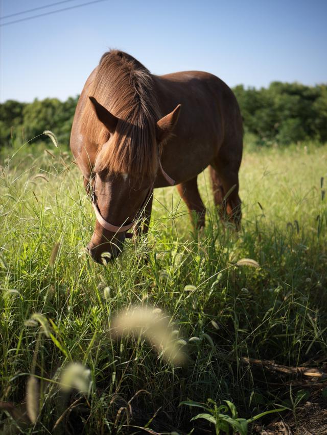 I met a horse while I road my bike and passed here