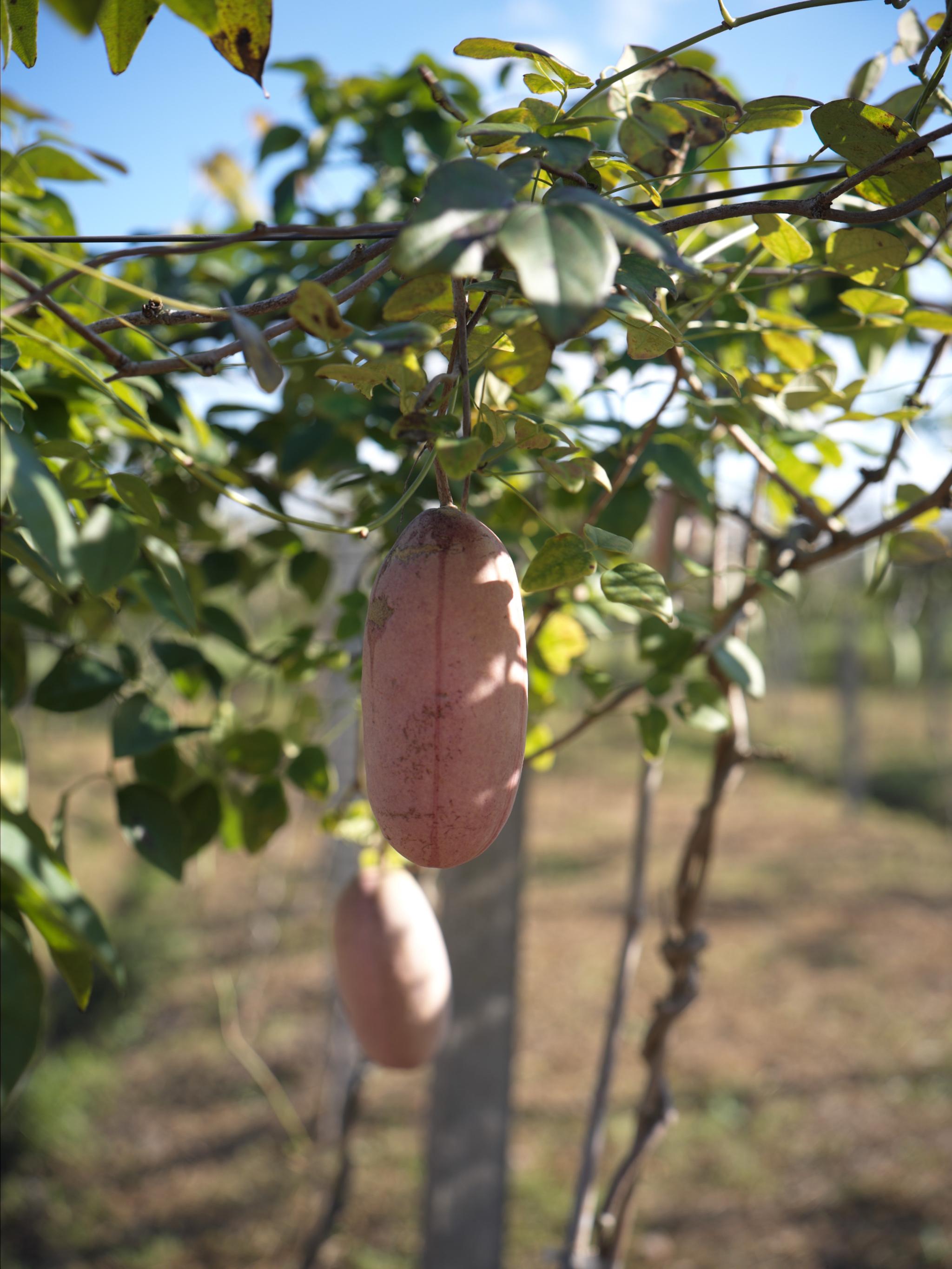 We picking up at an orchard.